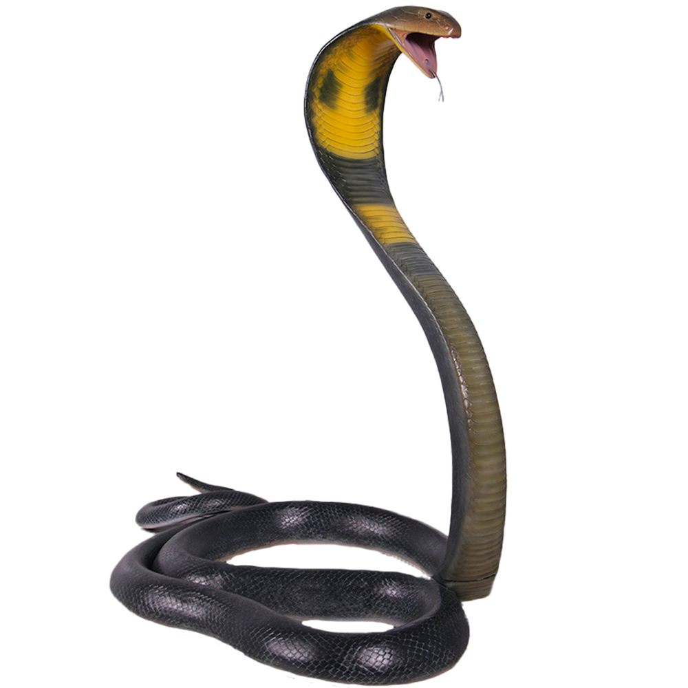 Location d'un cobra royal