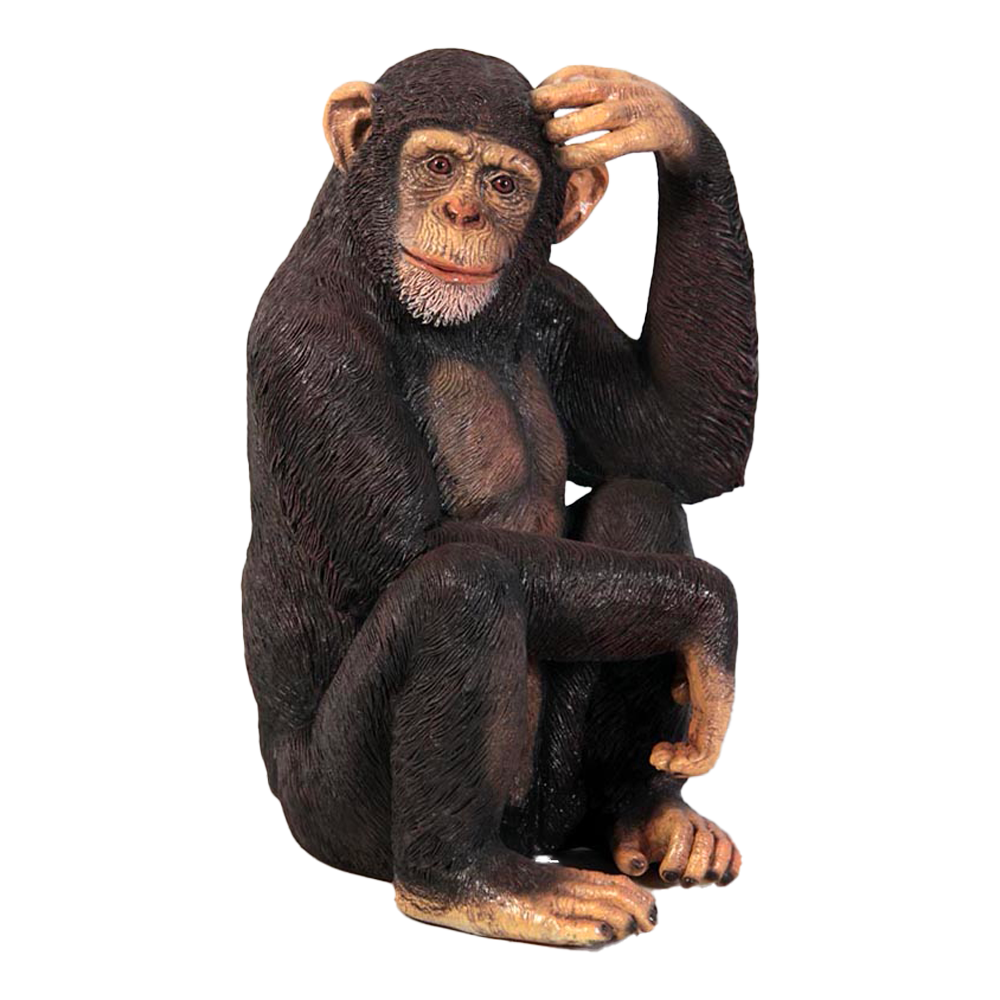 Location d'un chimpanzé assis