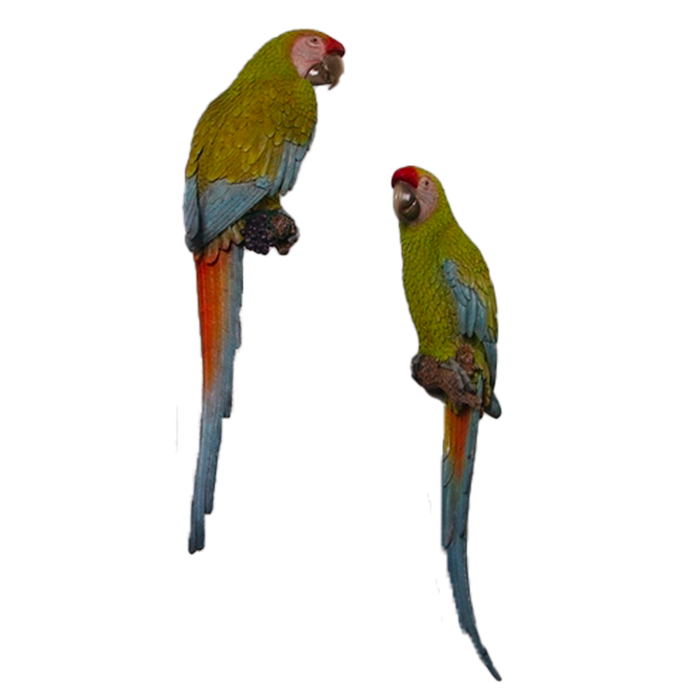 Location couple de perroquets Ara