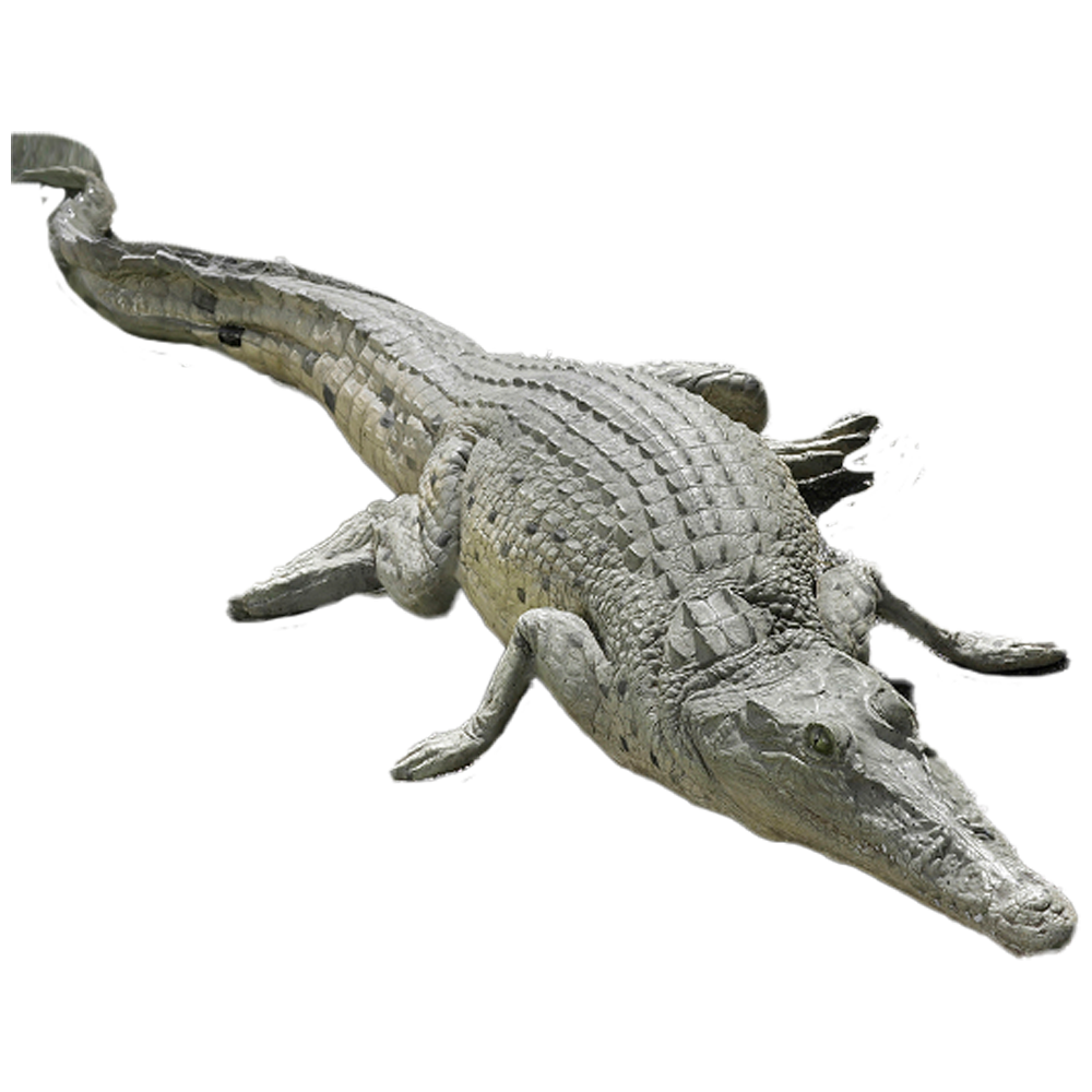 Location crocodile 130 cm