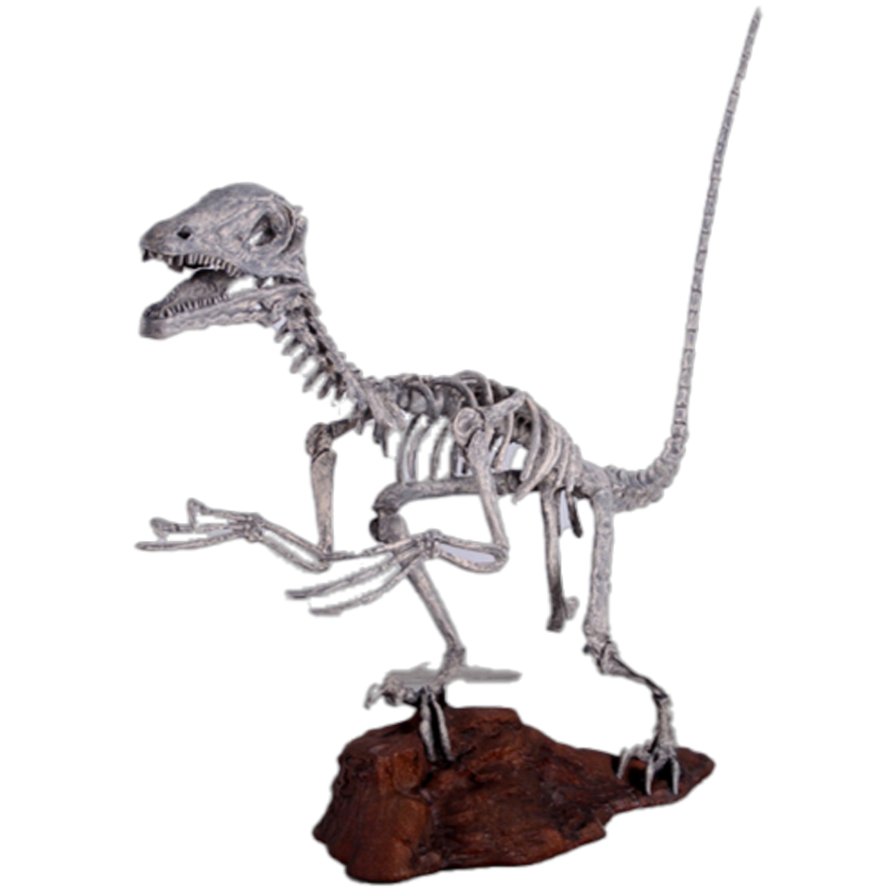 Location Deinonychus Squelette
