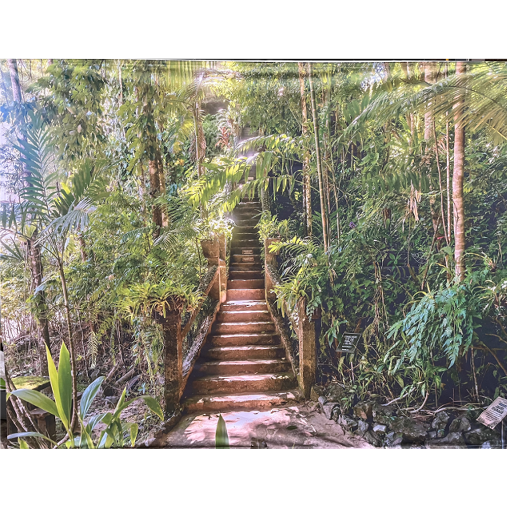 Location Fond Jungle et escaliers
