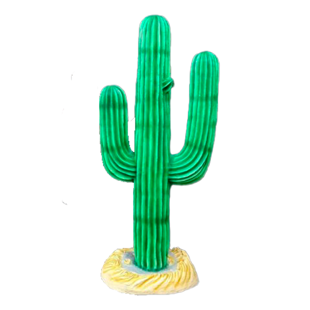 Location d'un grand cactus