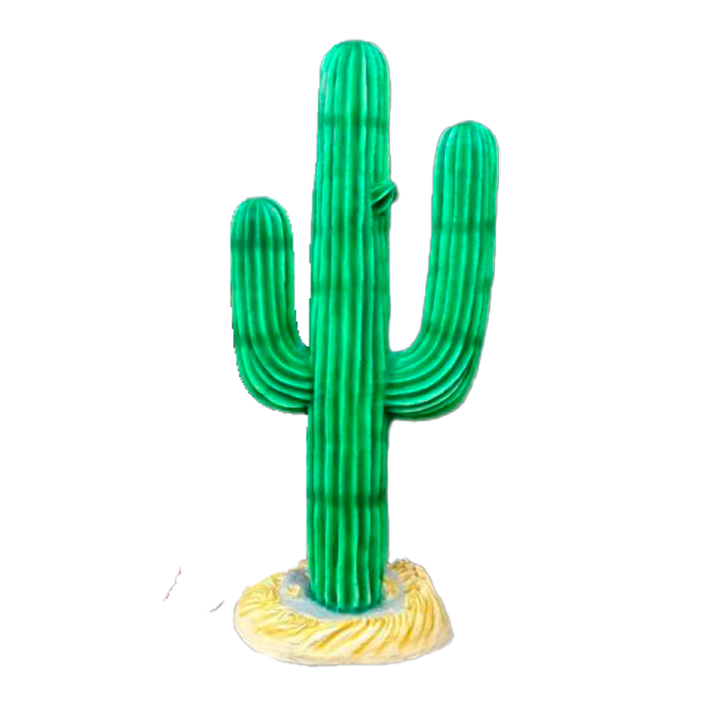 Location d'un petit cactus