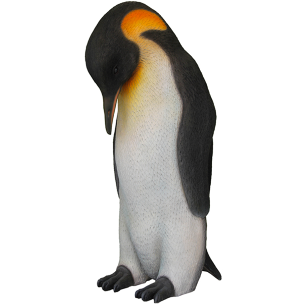 Location d'un pingouin mâle