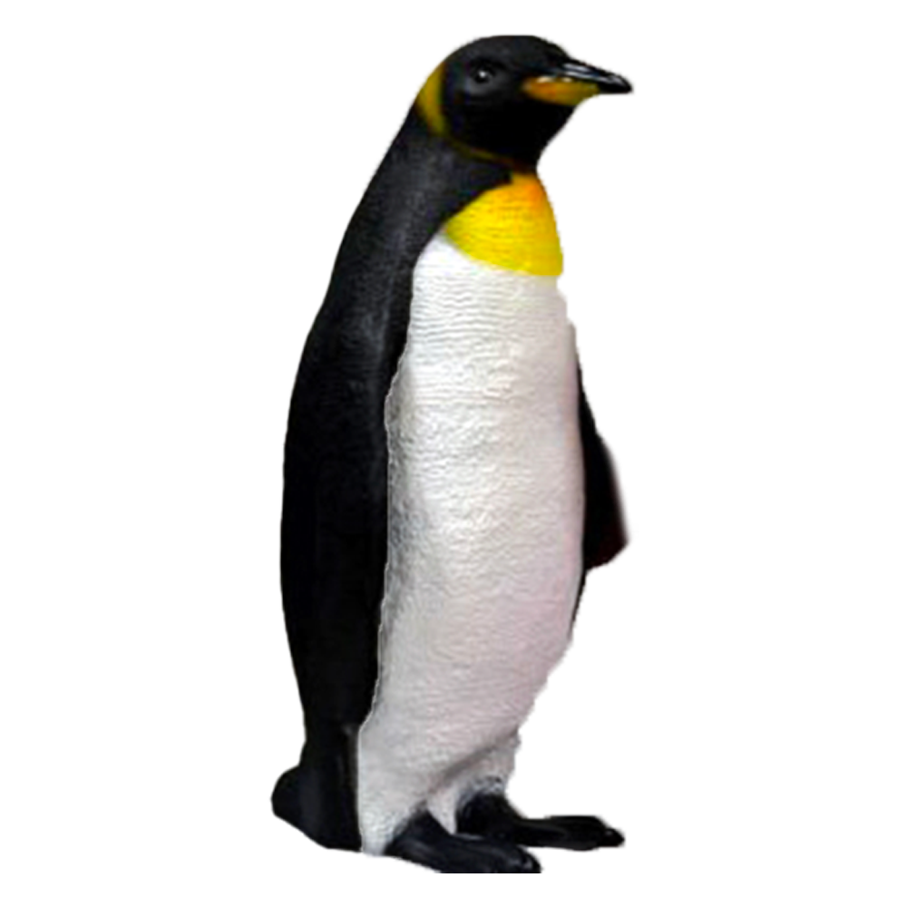 Location d'un pingouin roi