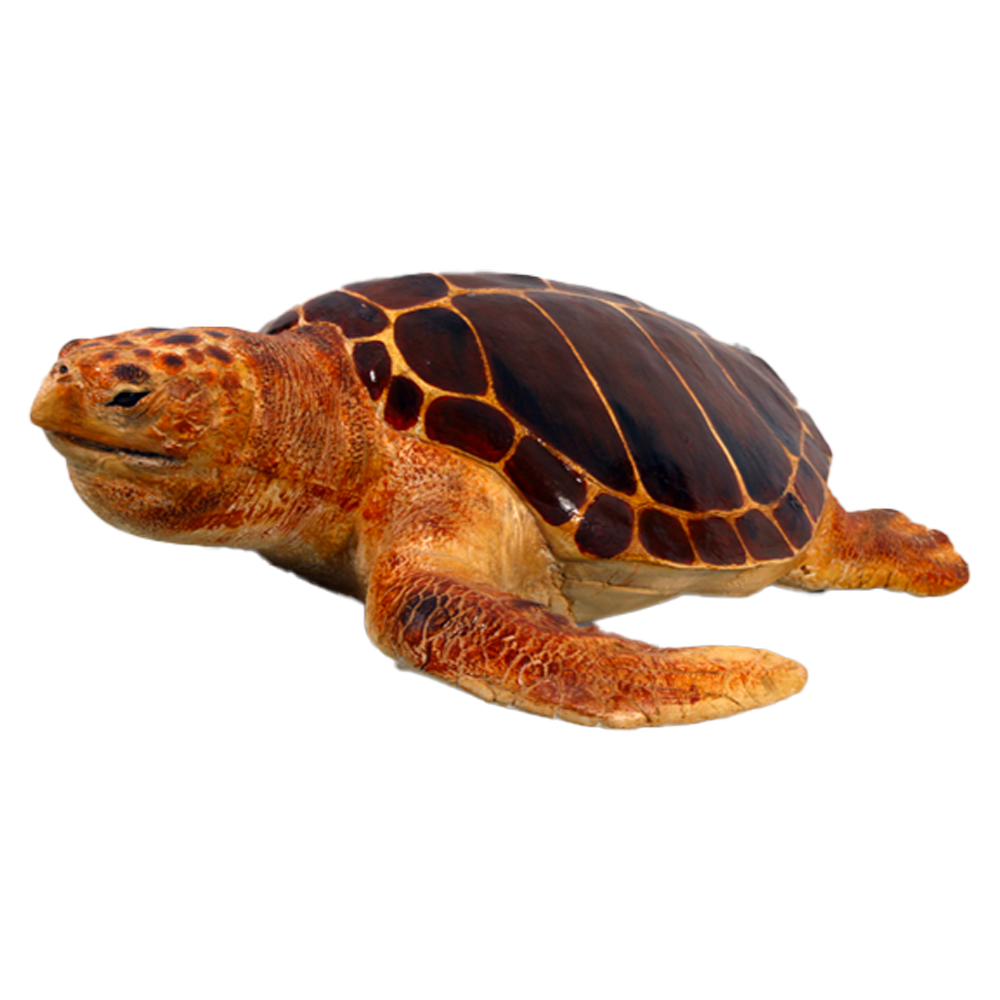 Location d'une tortue de mer