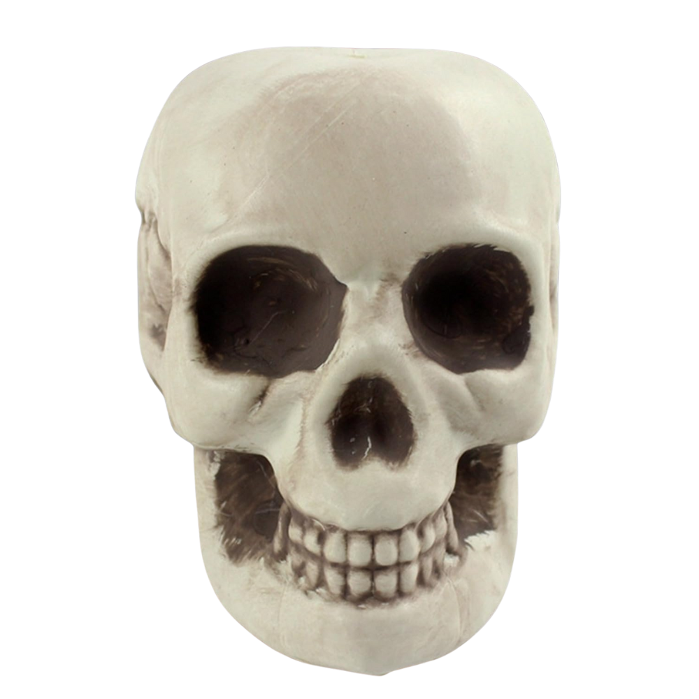 Crâne grand modèle