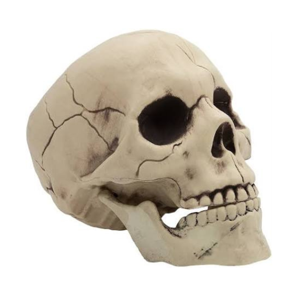 Crâne avec mâchoire amovible