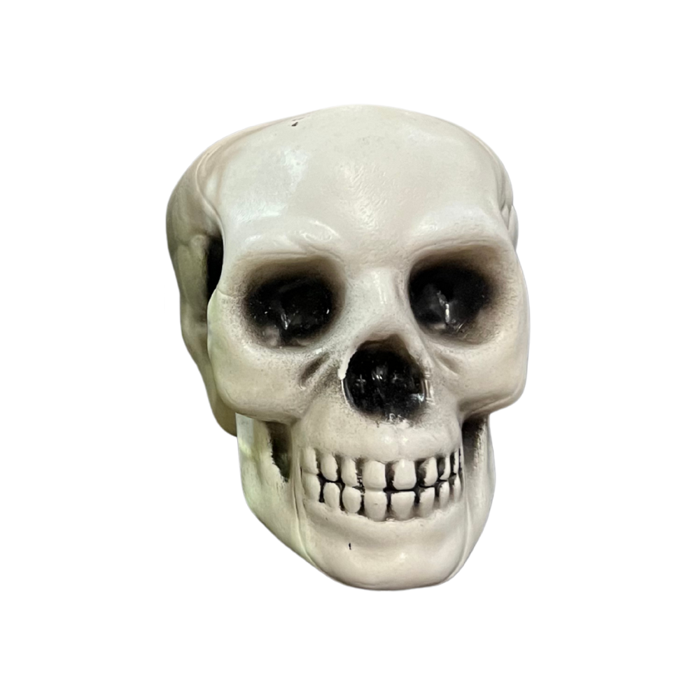 Crâne moyen modèle